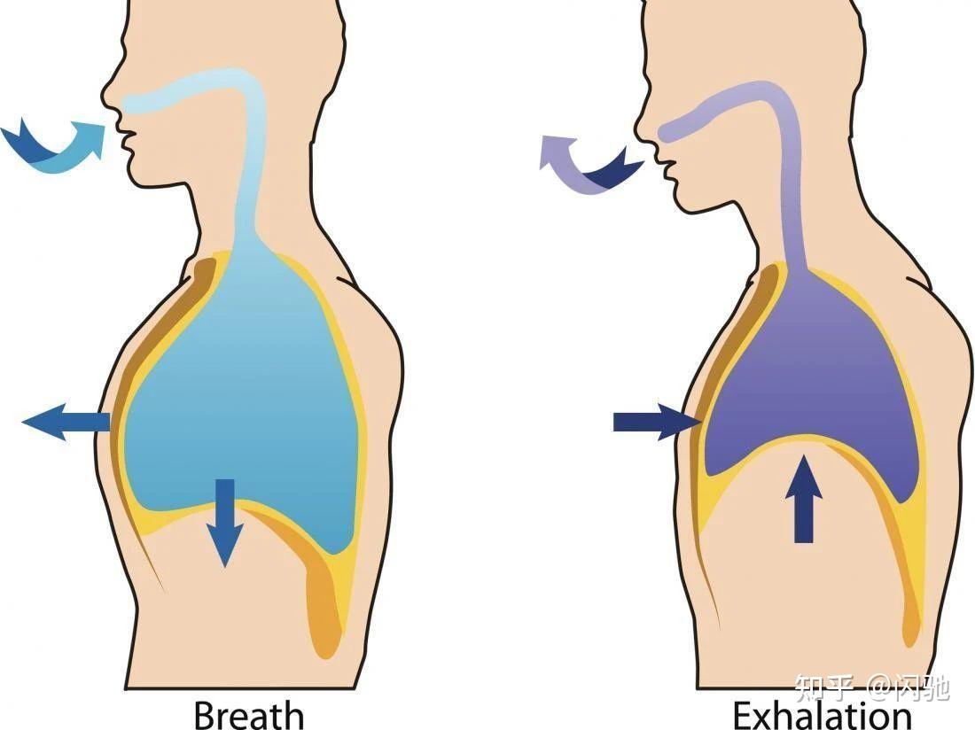5呼吸系统-人体结构学_word文档在线阅读与下载_免费文档