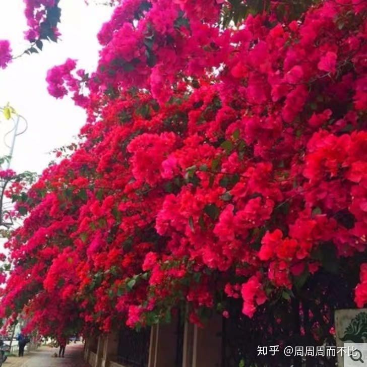 精品三角梅室内外盆栽 v2-62336f84515816165d9f175da67c102f_r.jpg