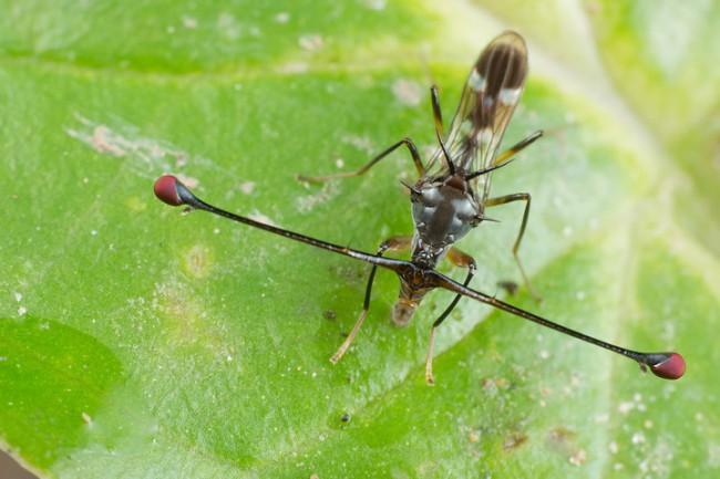 转载做人要看开一点突眼蝇diopsidae