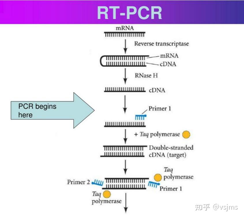 RT-PCR关键原料酶---逆转录酶,你会选了吗 - 知乎
