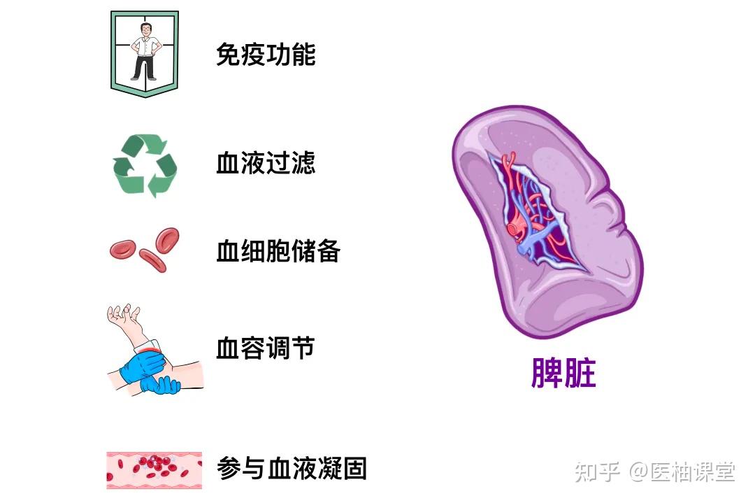 人体解剖学基础:脾脏和胰腺 - 知乎