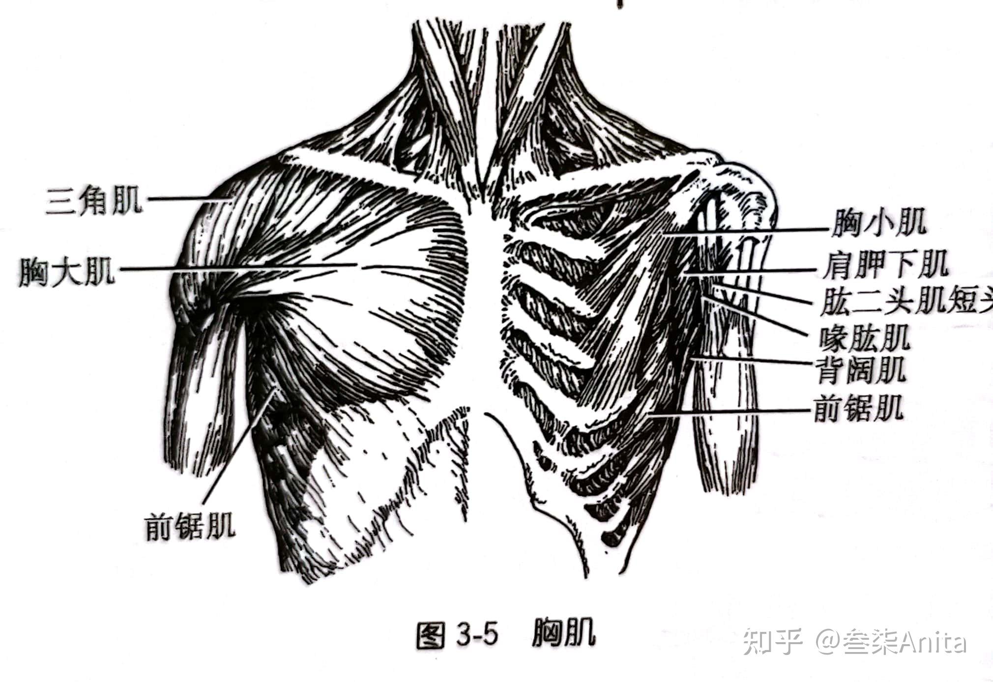 軀幹前部肌軀幹橫截面男性腹股溝管解剖學肩胛骨肱二頭肌肌腱前臂肌群