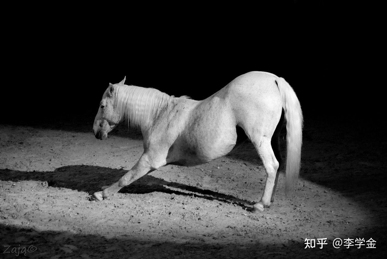 马的传说 - 知乎