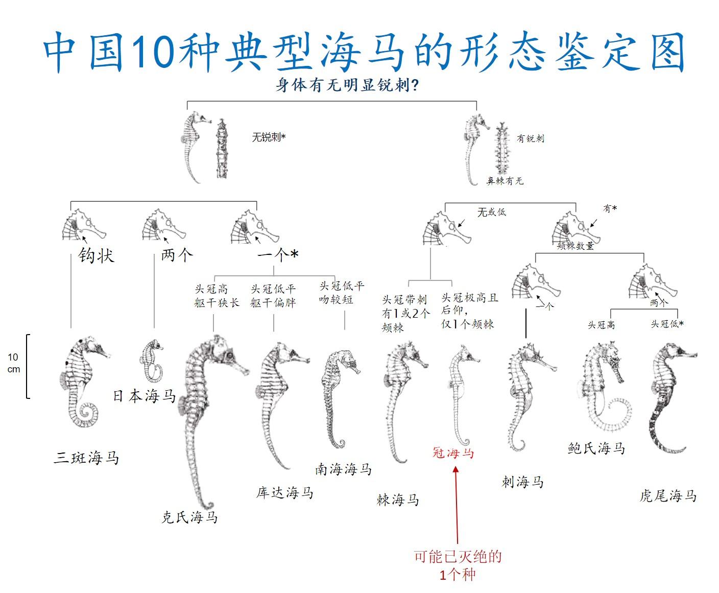 应该是不多见的照片拍的最随便的不严谨的日本海马繁殖纪录