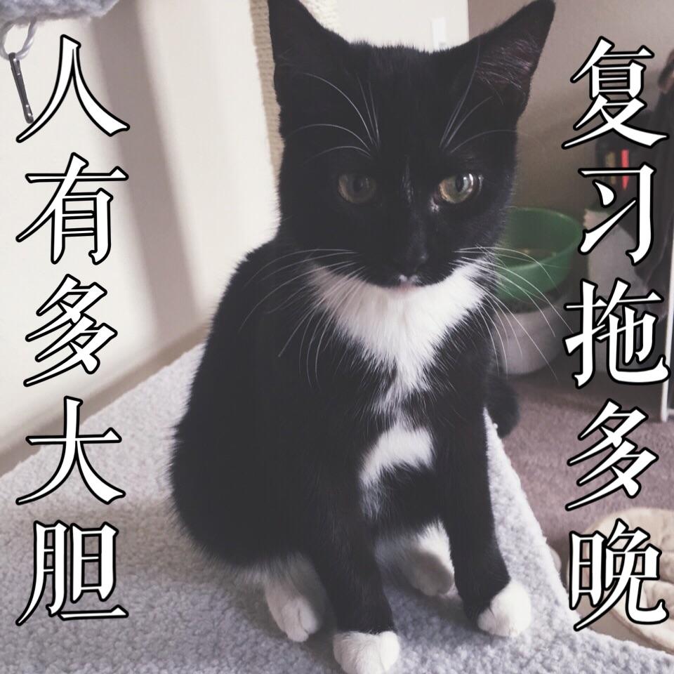 乌云盖雪的猫图片 搜狗图片搜索