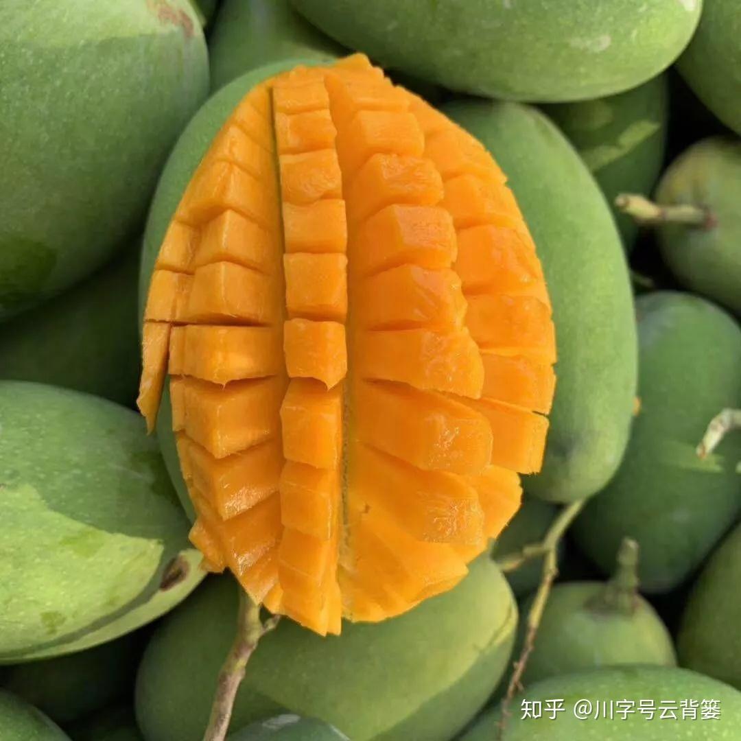 中国成熟最晚芒果上市 丽江华坪芒果节来了