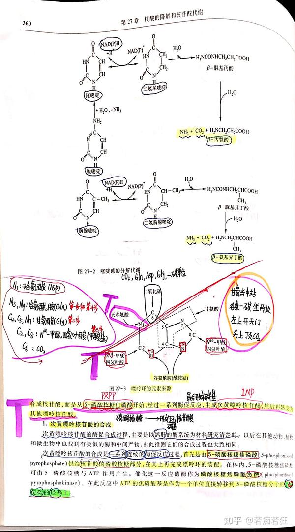 生物化学——第27章核酸的降解和核苷酸代谢 - 知乎