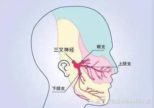 图解三叉神经的分支及分布 - 知乎