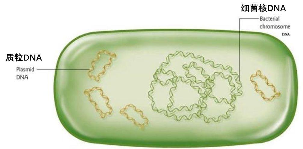 细菌质粒dna独立于拟核之外也有观点认为dna病毒的起源可能与"逃逸"的