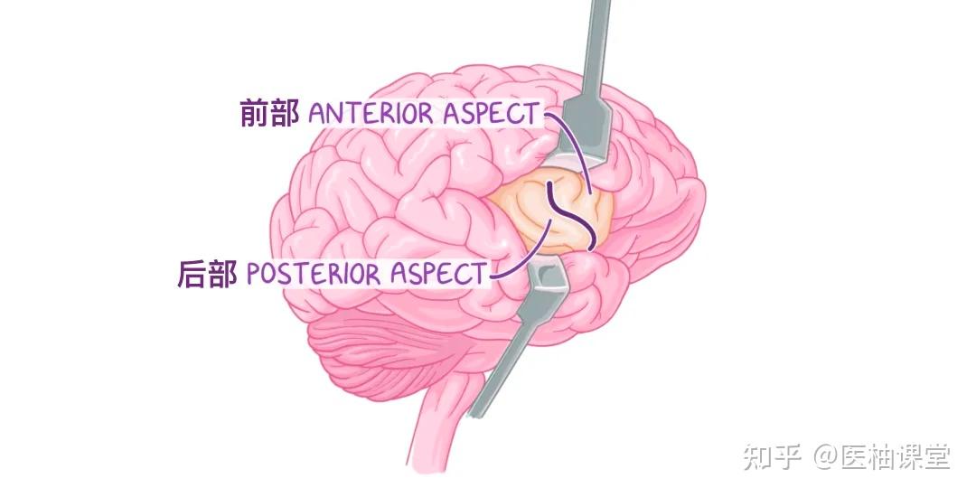 人体解剖学基础:大脑皮层 - 知乎