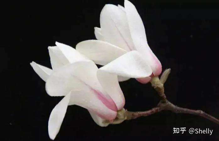 上海公园赏花攻略---玉兰版 - 知乎