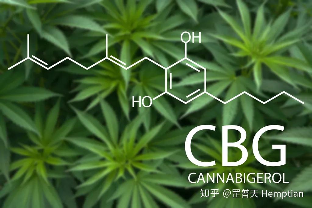 大麻素中的爱马仕cbg大麻萜酚