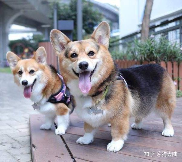 柯基和泰迪6方面大对比哪个更值得养