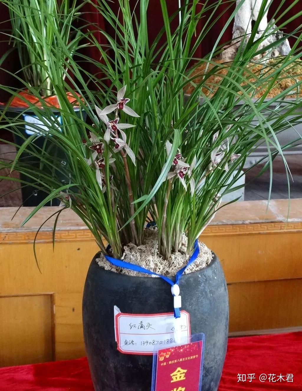 兰花用什么花盆栽植最好?高低深浅如何选? - 知乎