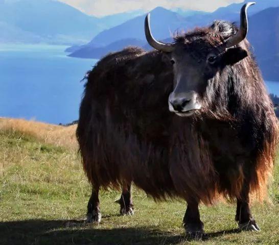 【旄牛】即 牦牛