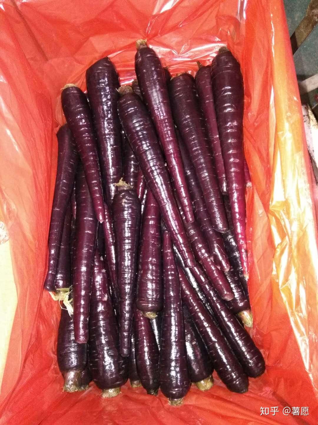 紫色胡萝卜。健康花园营养，有机成熟胡萝卜。平的风格设计元素图片_ID:136463452-Veer图库