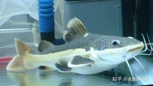 盘点三大著名凶猛观赏鱼你的鱼缸里有几种