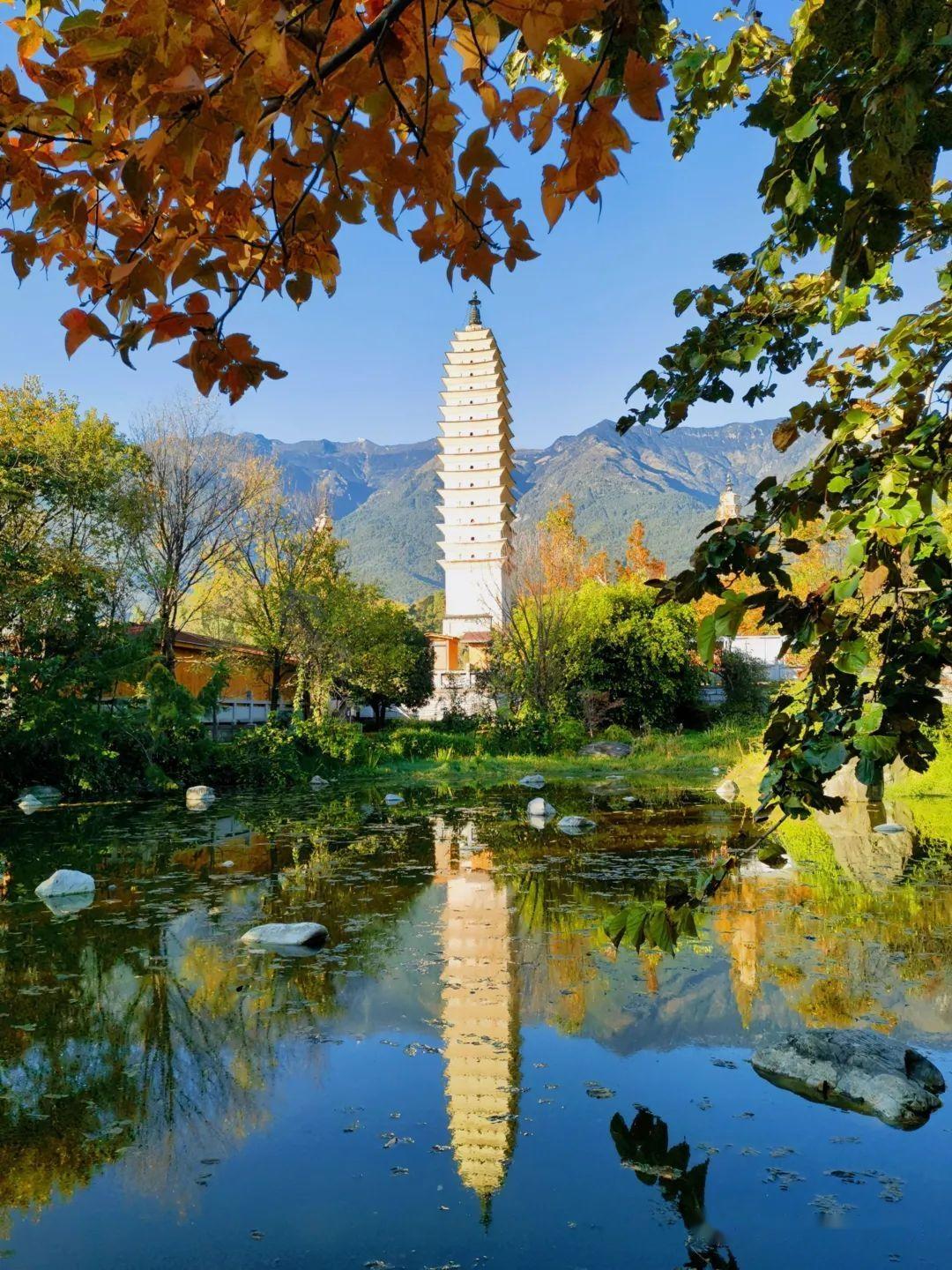 大理三塔银杏飘黄冬日好去处附攻略