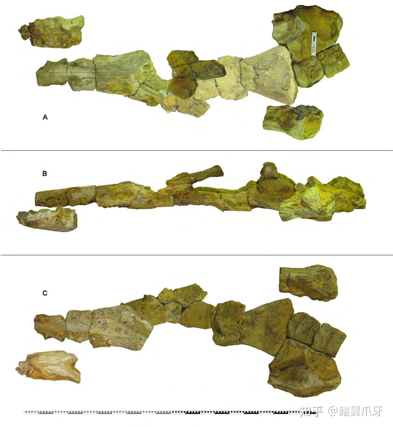 【鳍翼拾遗】你得带个头!| 简析克柔龙头骨重建