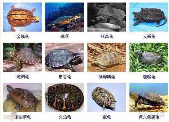乌龟种类有多少种? - 知乎
