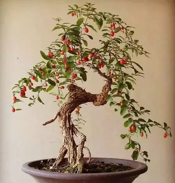 如何制作精品枸杞盆景? - 知乎