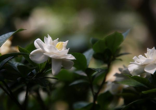 栀子花修剪的正确姿势 年年花开爆 知乎