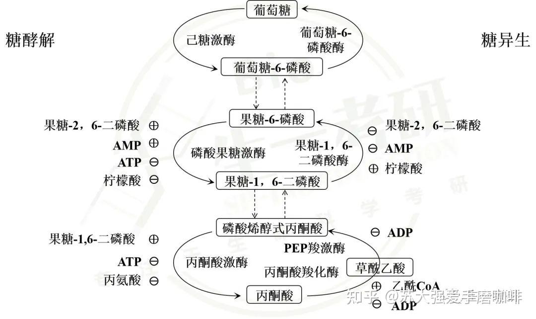 糖异生途径思维导图图片