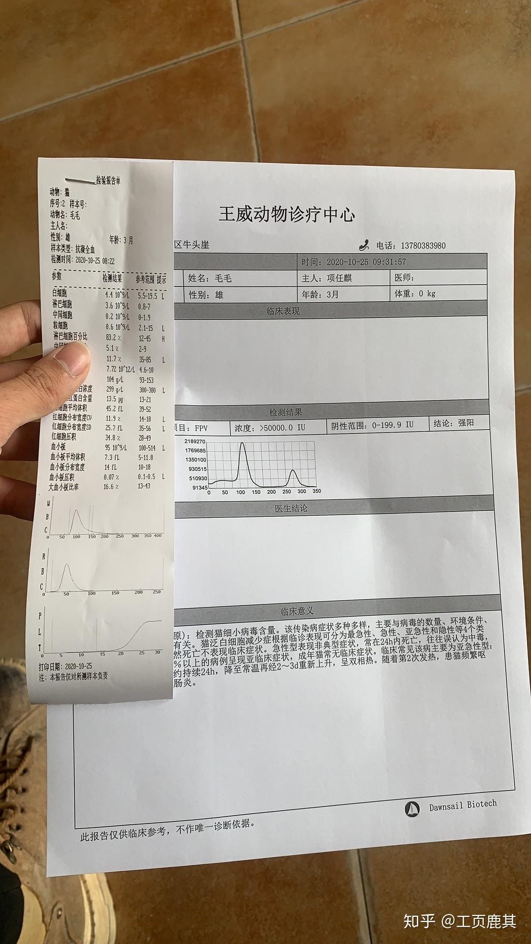 25一大早去了医院化验血常规,猫瘟病毒强阳,白细胞偏低,因为送来的