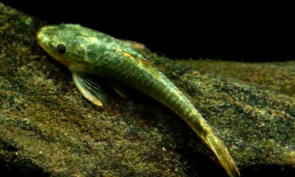 常见鱼种科普七鲶鱼清道夫的亲戚其实很多