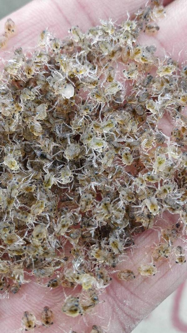 什么是大眼幼体