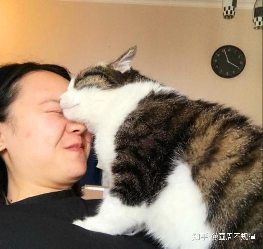 猫咪和主人亲密的图片图片