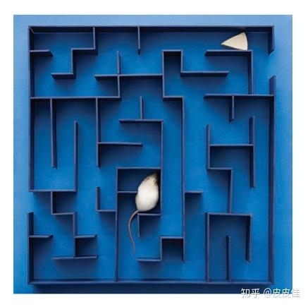 q5. 人脑中有一个认知地图吗?如何做实验加以验证?