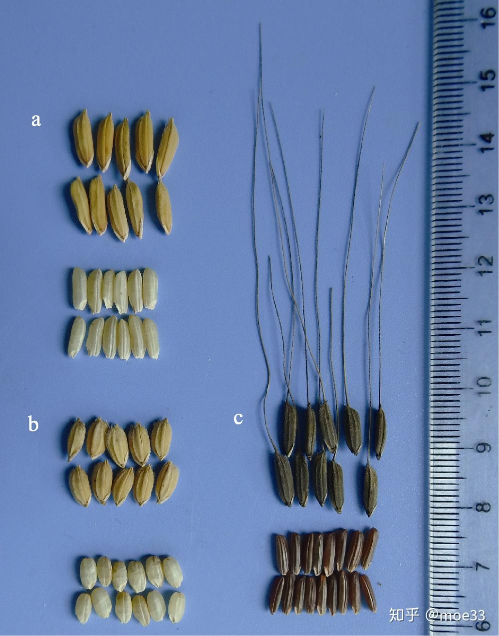 稻oryza sativa的颖果,经过加工处理(干燥,去壳,抛光,筛选等步骤[1])