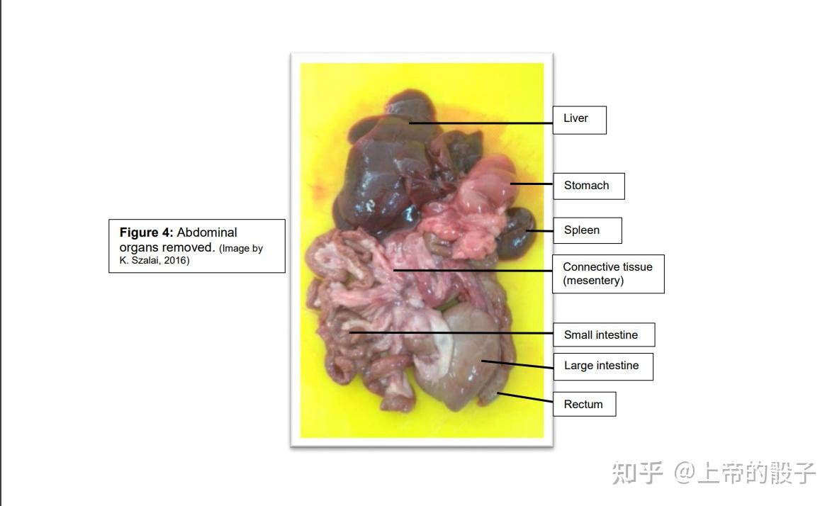 小鼠的肠道结构示意图图片