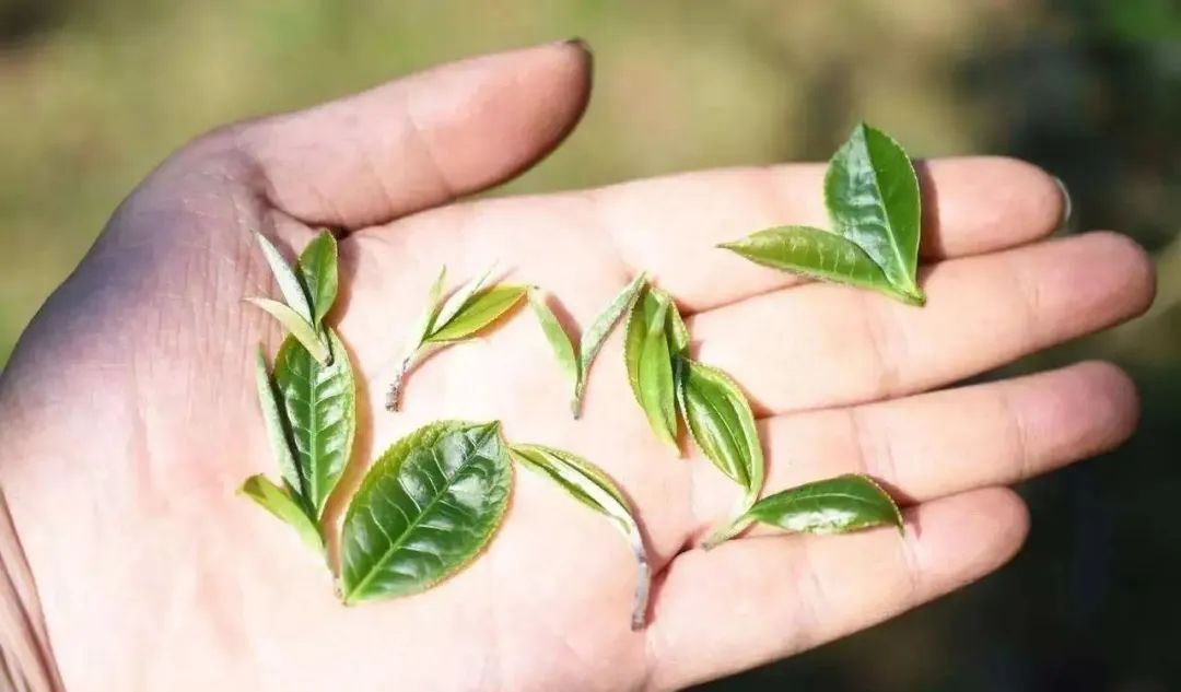非主流?外来物?小叶种茶究竟算不算普洱茶? - 知乎