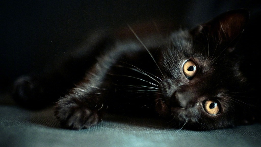 黑猫图片大全,黑猫高清壁纸 