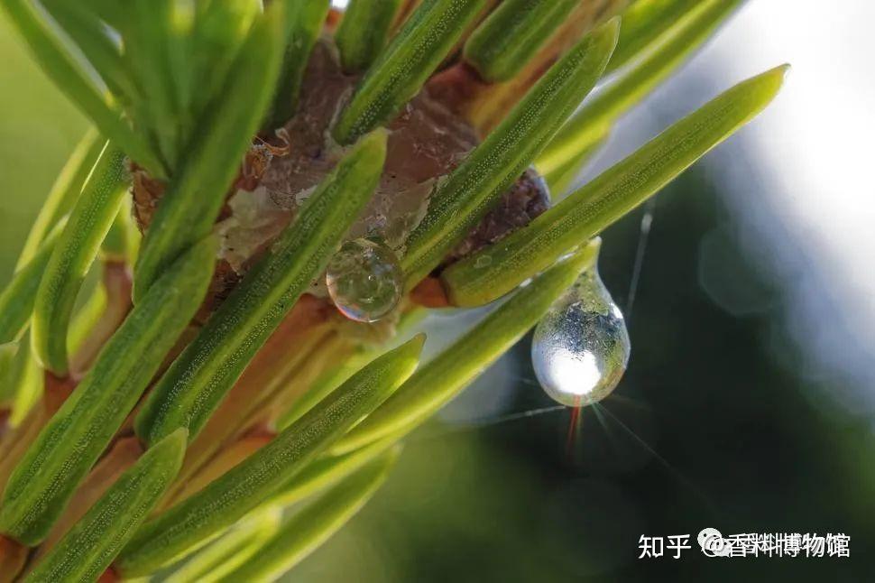 中国发现的最高树,谈谈冷杉 - 知乎
