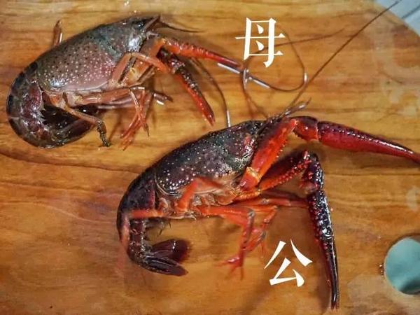 自己做小龙虾:会买就会烧!