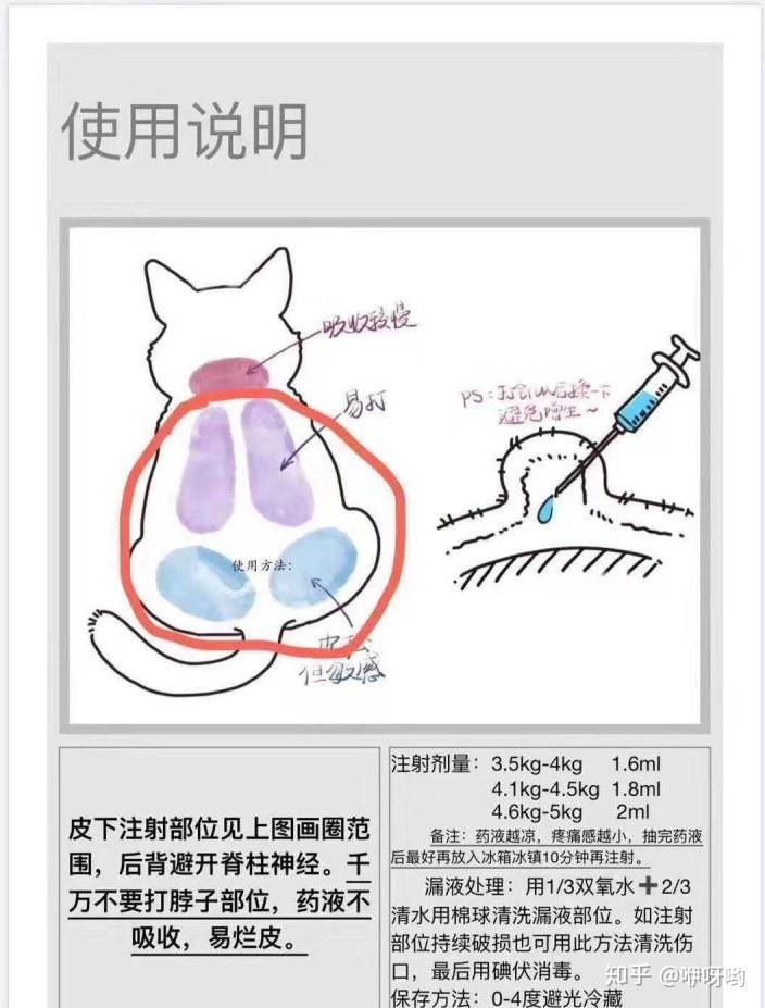 猫肌肉打针部位图解图片