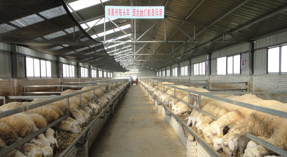 快速育肥羊的几个有效方法