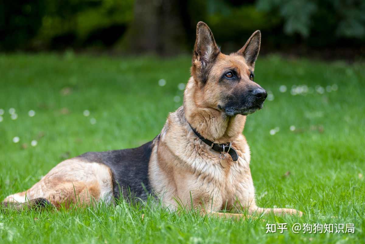 对主人忠诚,智商也高,而且身体素质很高,一只不生病的狗狗几乎是众多
