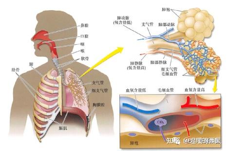 36岁学龄前儿童运动训练与血液循环呼吸系统的关联