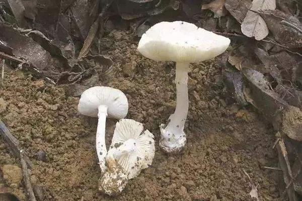 这是世界上最毒的野生菌之一,吃一朵即致命 - 知乎