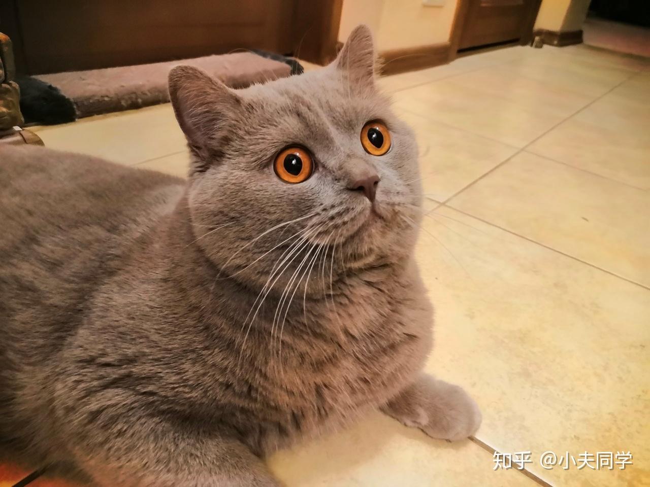 英短毛色大全集(烟熏篇)