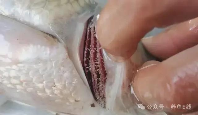 中华鳋7.只有雌虫才寄生在鱼体上,头部有叉状两角似船锚故名"锚头"