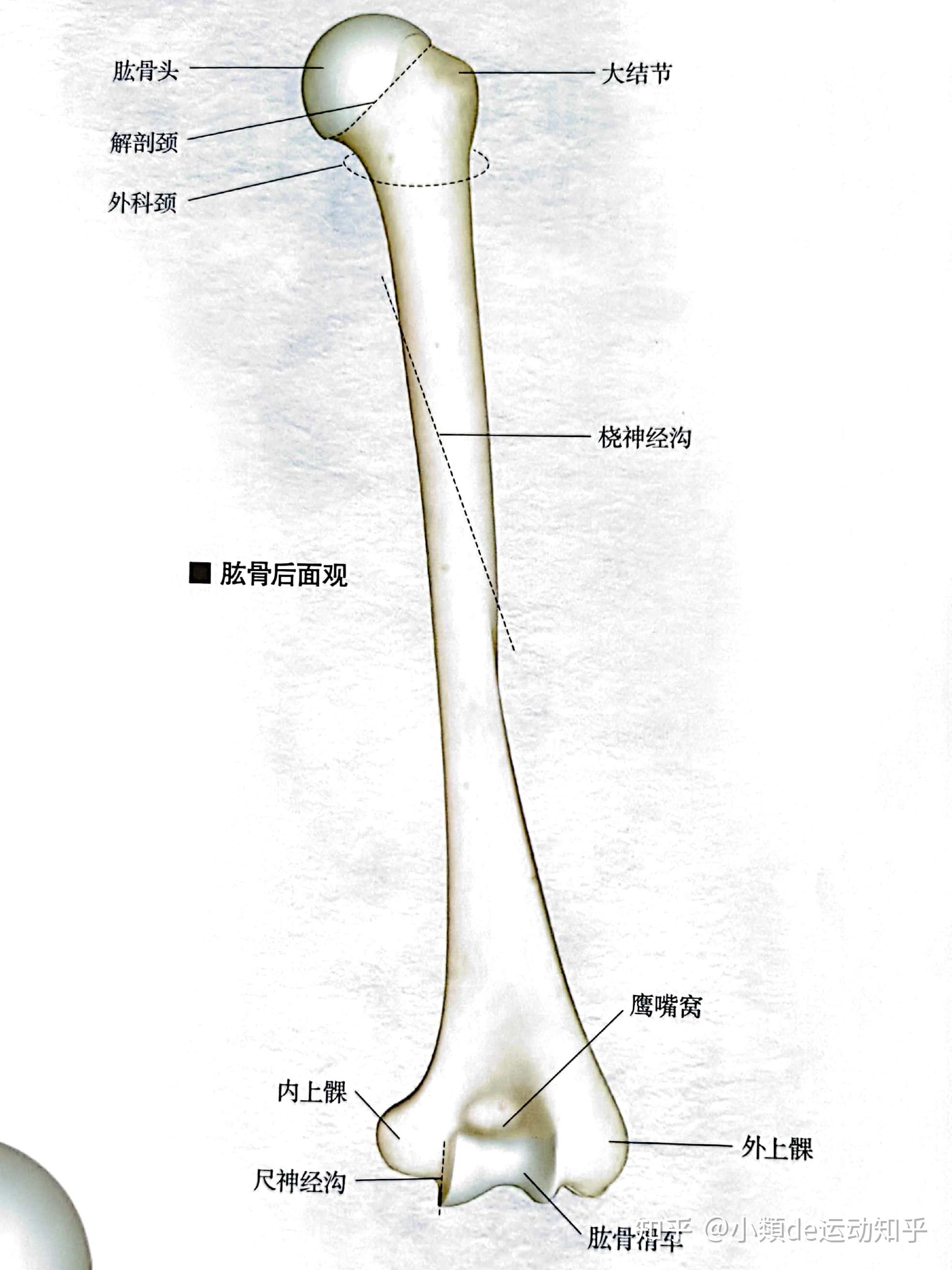 肱骨正面观图片