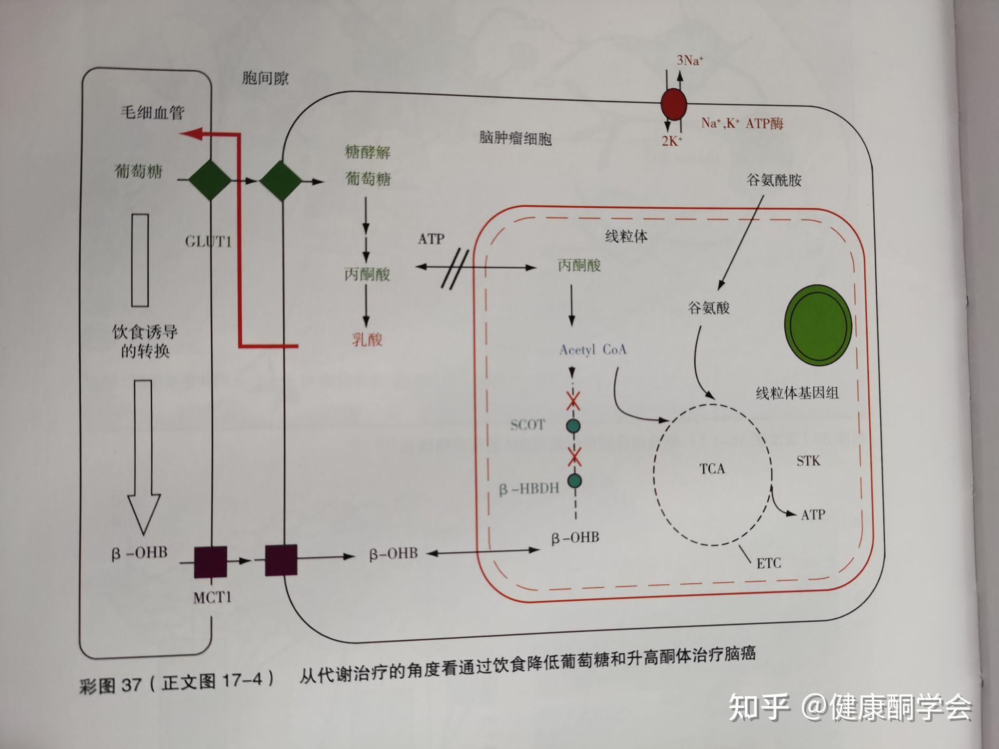 5mmol/l和血酮(β羟基丁酸)维持在40mmol/l