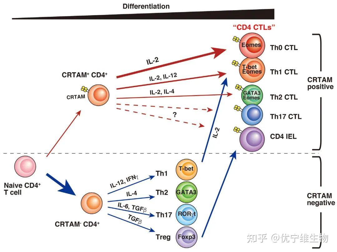【罗工流式宝典第13式】具有细胞毒性的CD4+T细胞，你知道么？ - 知乎