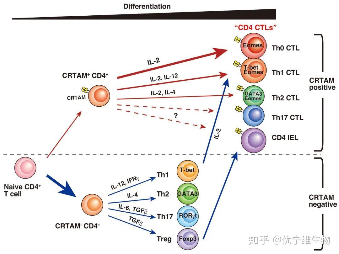 crtam   cd4   t细胞具有分化成cd4 ctl的潜力,其与il