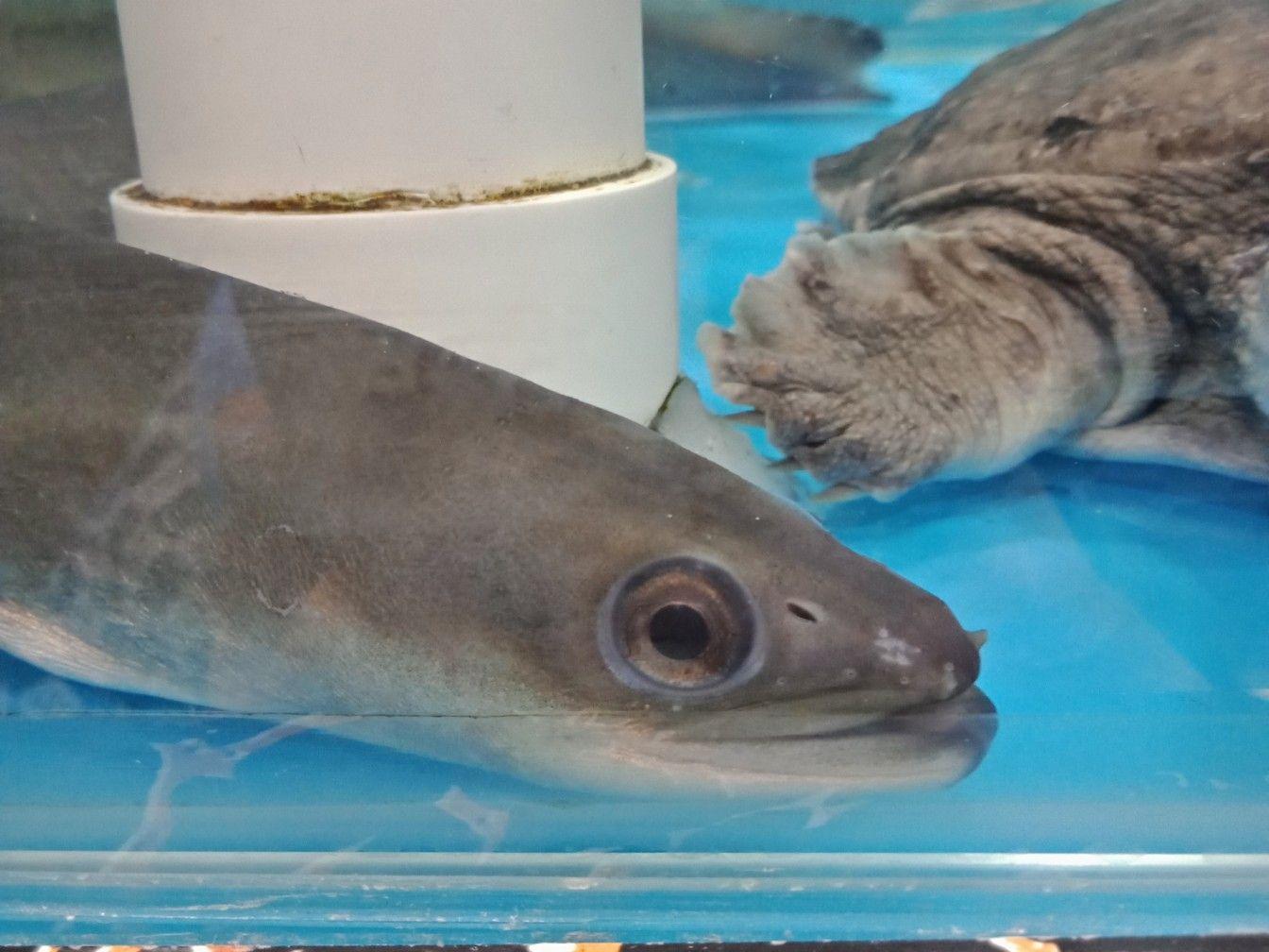 海鳗 Muraenesox cinereus - 物种库 - 国家动物标本资源库